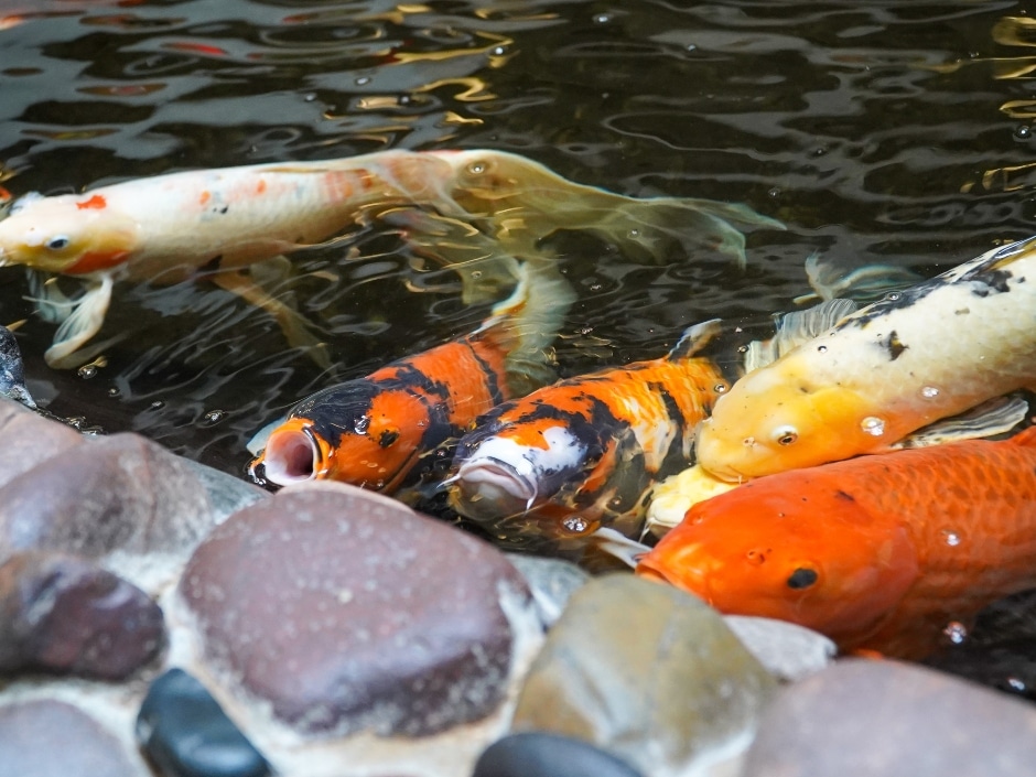 Several koi fish of orange, white, and grey colouring swim in a shallow pond with stones at the bottom.