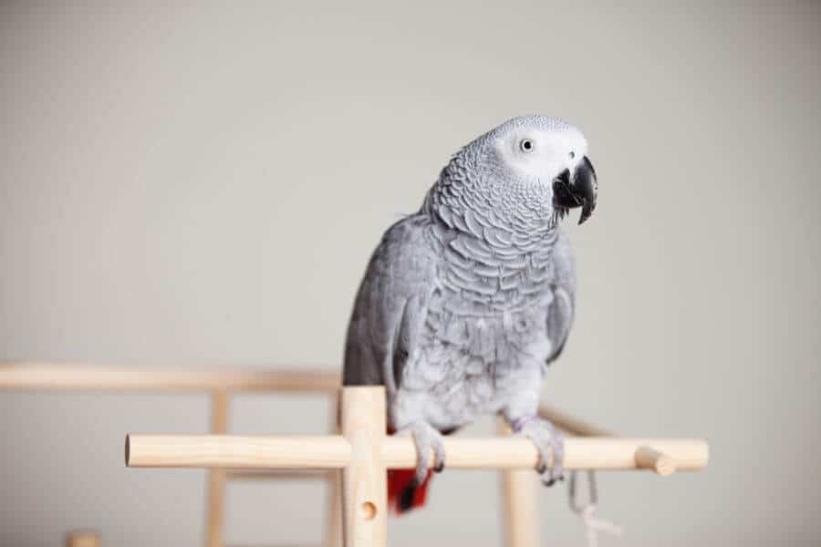 African Grey parrot perched on wooden frame.