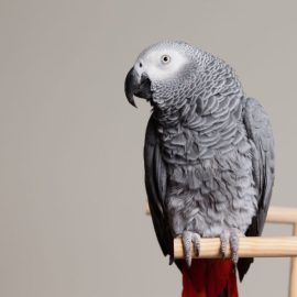 How to raise African Grey Parrots