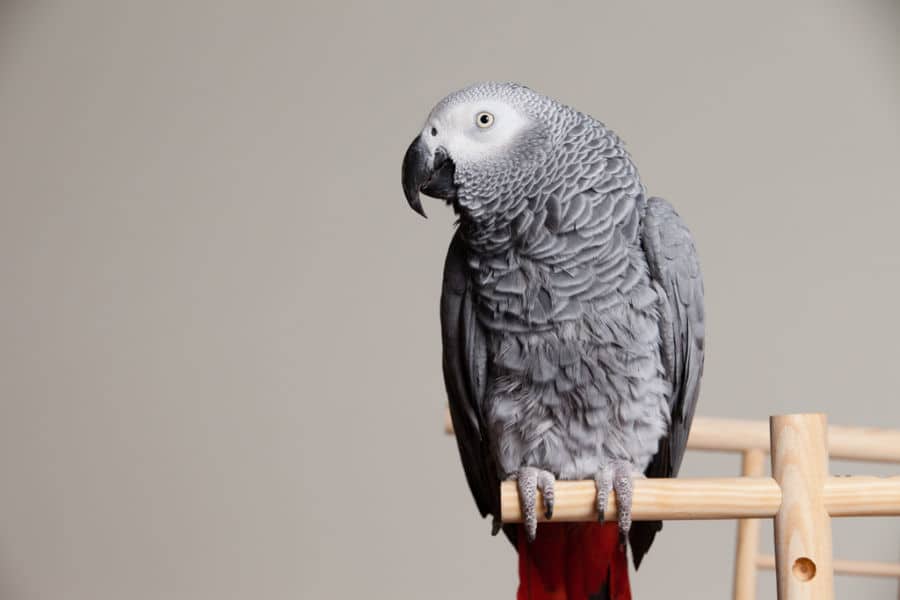 african grey bite