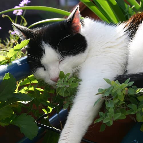 A black and white cat sleeping in leafy green plants.