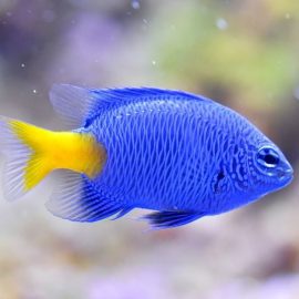 Focus on Tropical Fish