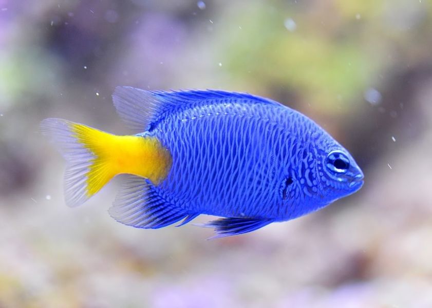 Bright blue damselfish with yellow tail swimming against blurred purple background.