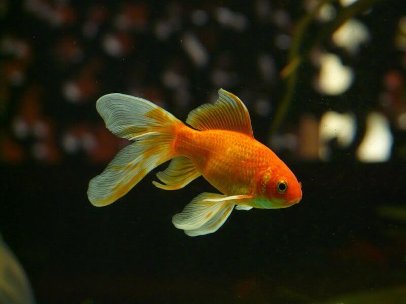 A goldfish with vibrant orange scales and yellow fins swimming in a dark fish tank.