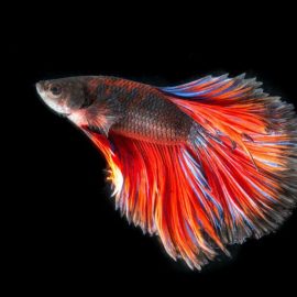 Keeping Siamese fighting fish