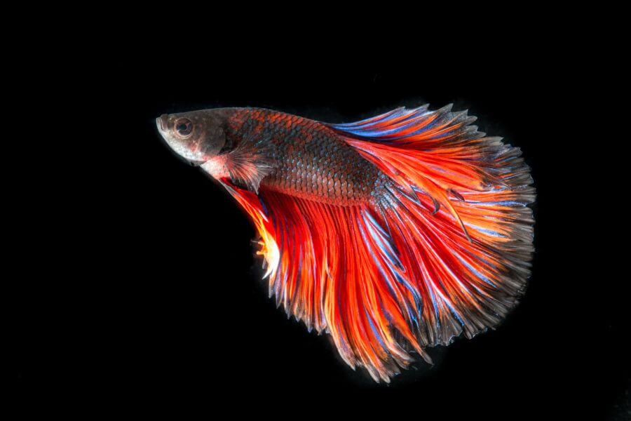 Siamese fighting fish with flowing red, orange and blue fins.