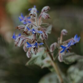 Borage