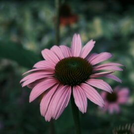 Echinacea