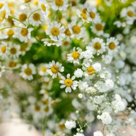Feverfew