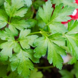Flat-leaf Parsley