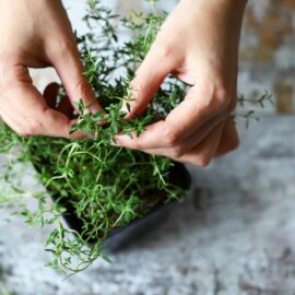 Lemon Thyme