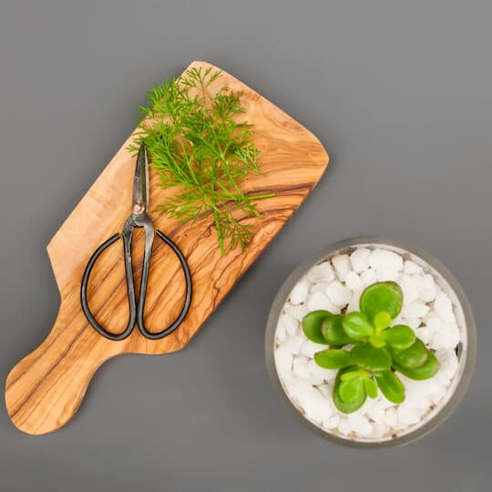 Wooden board with kitchen shears and sprigs of fresh dill next to glass bowl containing a succulent.