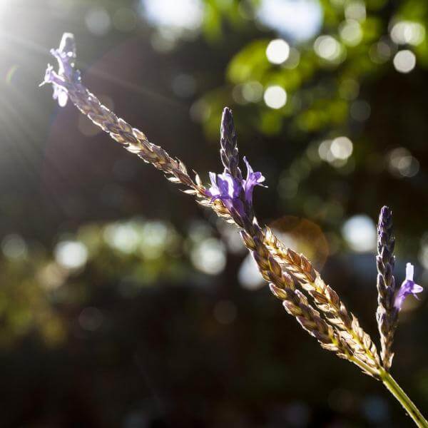 Close-up of lavender flowers with sun flares in the background.