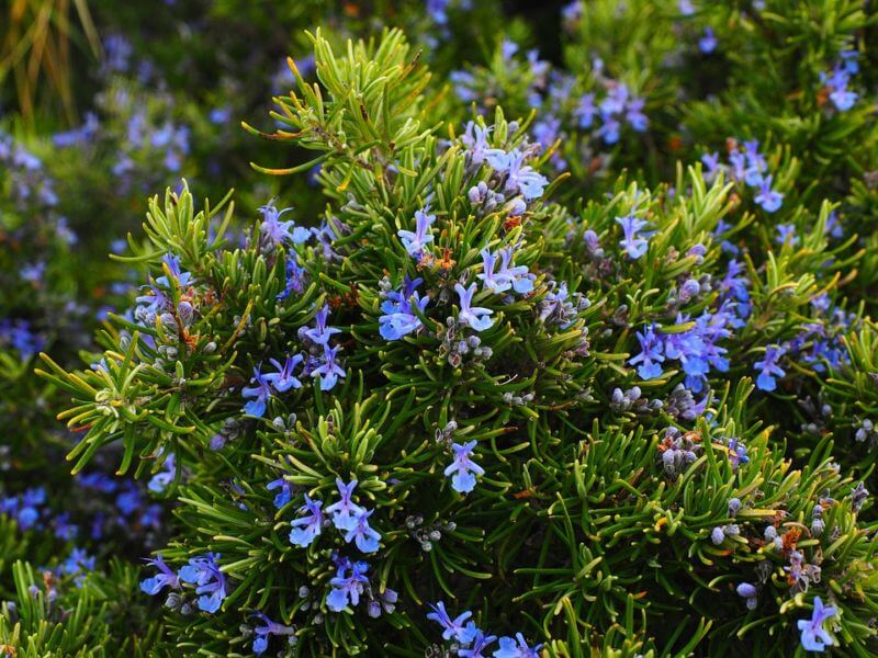 Cluster of small blue flowers resembling rosemary blossoms, amidst green foliage.