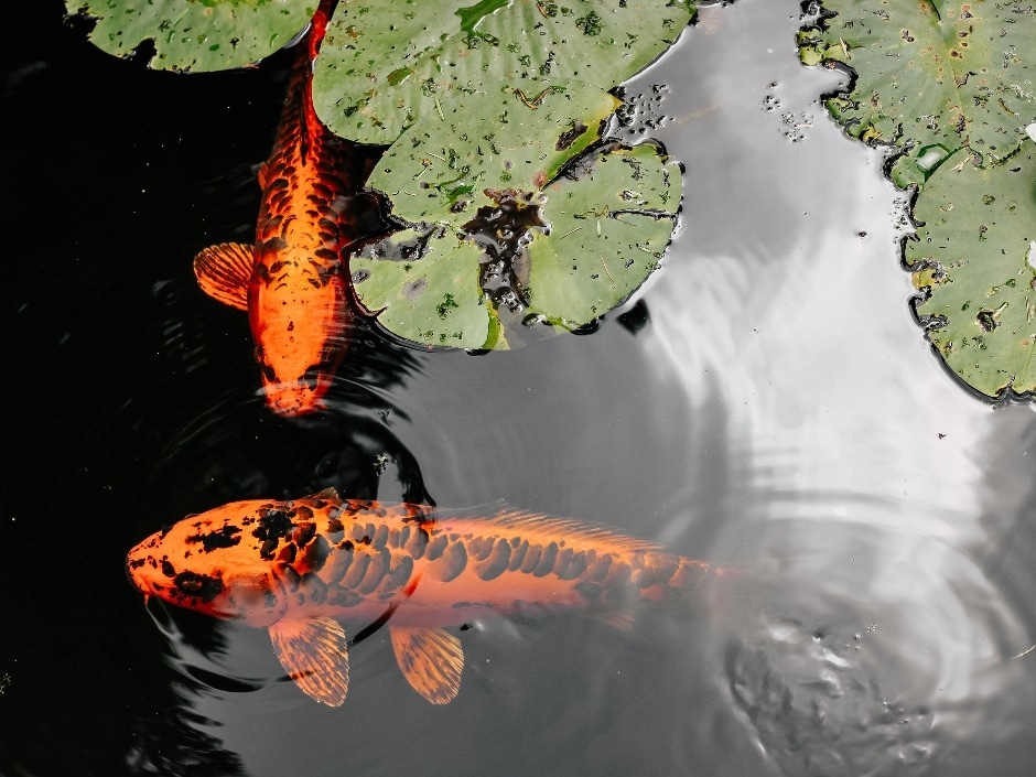 Two ornamental koi carp, one orange and one white with black markings, swimming amongst lily pads in a pond.