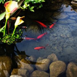 How often should I change the water in my pond?