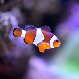 Setting up a tropical fish tank