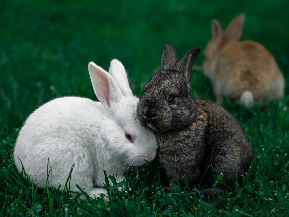 Two rabbits, one white and one brown, sitting together on green grass.