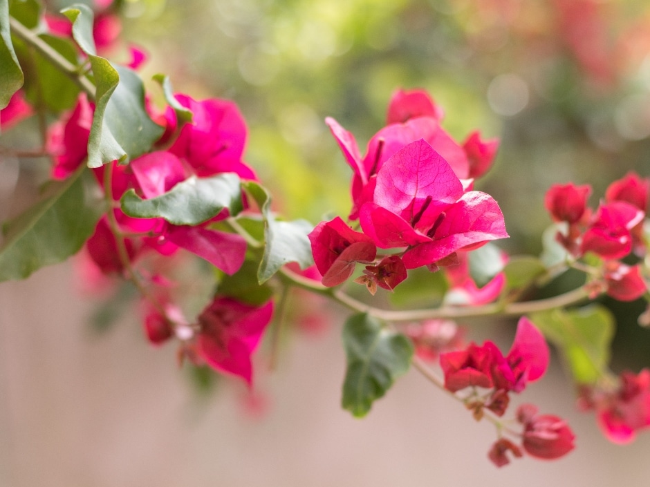 A close-up of vibrant pink bougainvillea flowers with delicate white bracts against a soft, blurred background.
