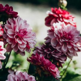 Rediscover dahlias