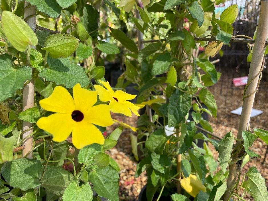 A yellow black-eyed Susan flower blooming amongst green foliage in a garden bed.