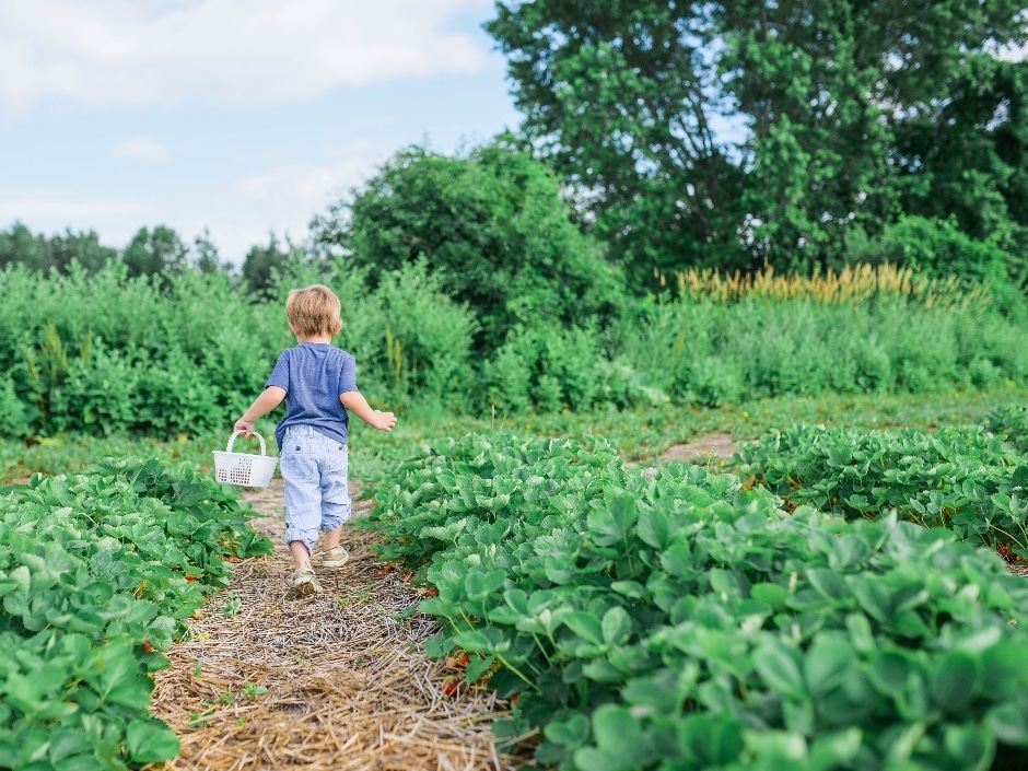 A young child walking along a path through a vegetable field, carrying a small basket.