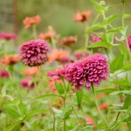 Herontdek Dahlias