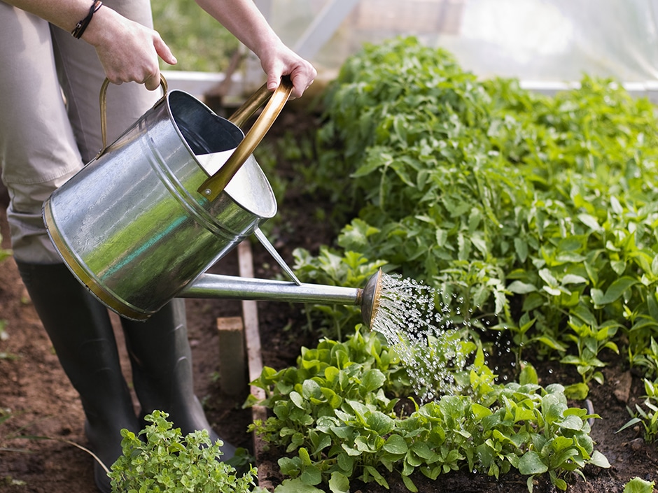 Hands watering green lettuce plants in vegetable garden.