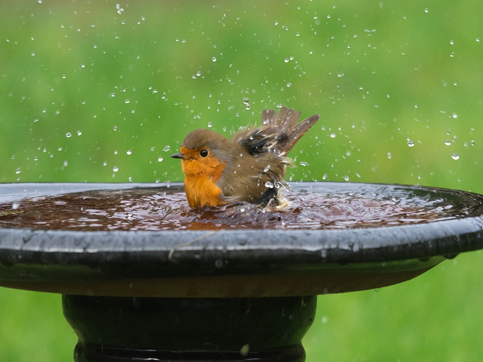 A European robin splashing in a stone bird bath filled with water, surrounded by green grass.