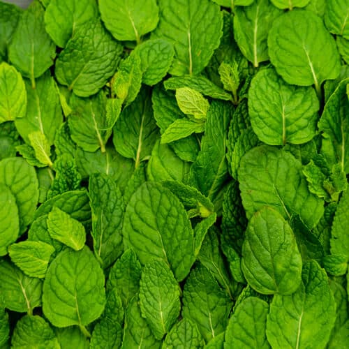 Close-up of green mint leaves.