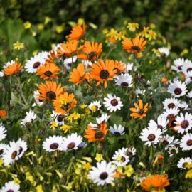 Tips for gardening at the coast