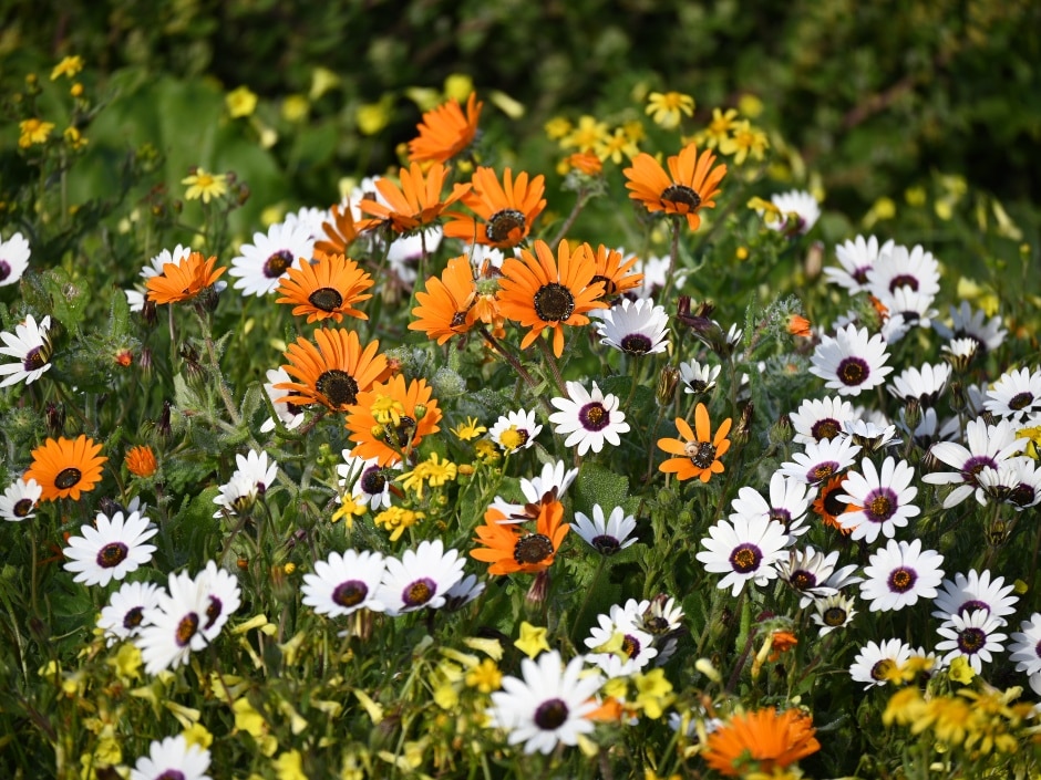 A colourful array of orange Osteospermum daisies interspersed with white daisies in a flower bed.