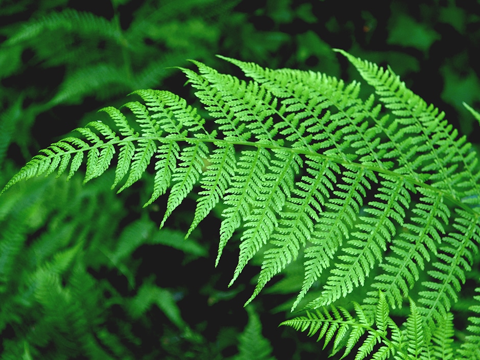 Close-up of lush green fern fronds in a forest setting.