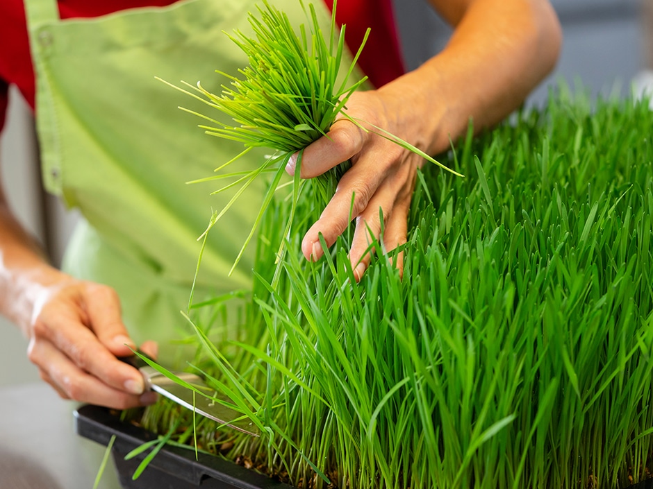 Hands tending to tray of lush green wheatgrass shoots.