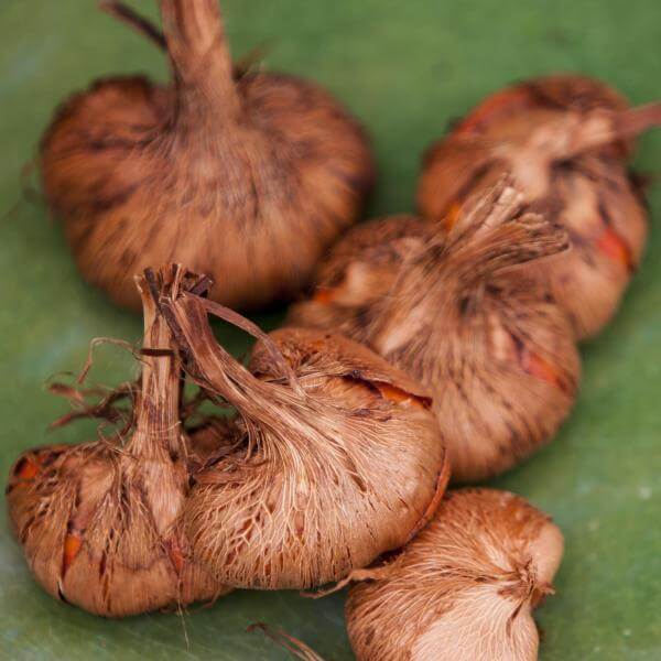 A bunch of brown, dried lily bulbs tied together on a green background.