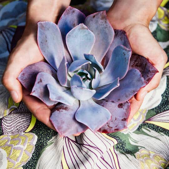 Close-up of lavender-hued succulent plant held in cupped hands on patterned fabric.
