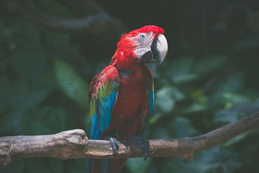 Scarlet macaw parrot perched on branch, with vibrant red, blue and yellow feathers.