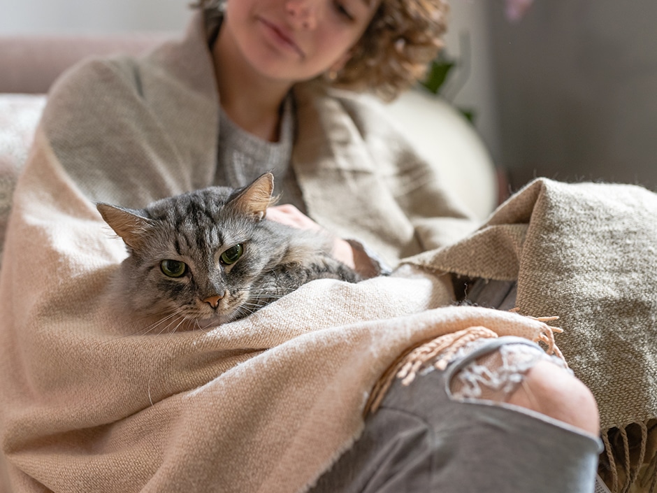 Cat lying on person's lap under a blanket.