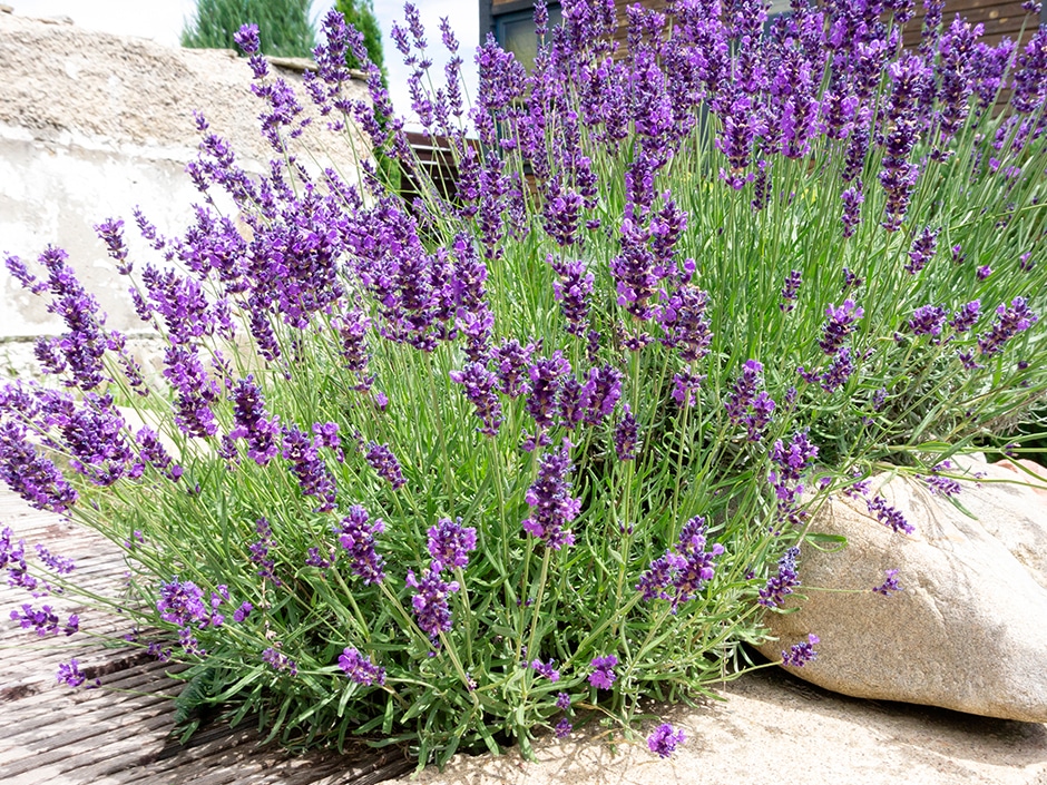 Purple lavender flowers in full bloom against a stone wall.