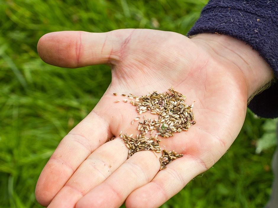 Close-up of a person's hand holding several small brown seeds.