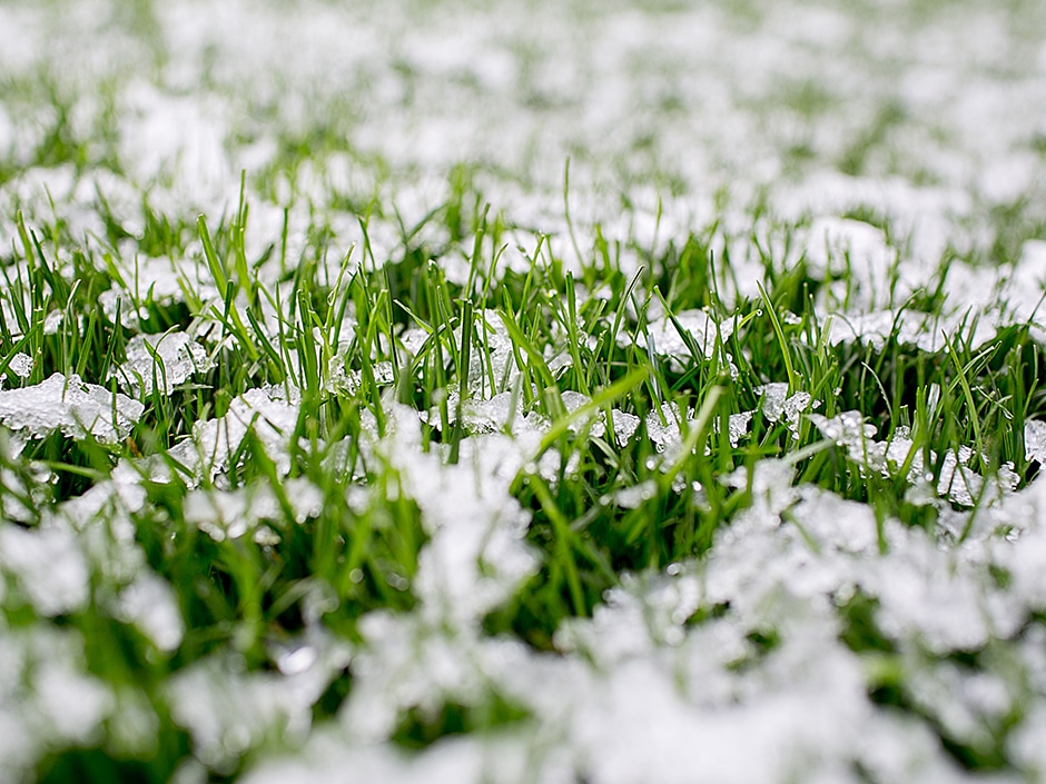 Small green blades of grass growing through a layer of frost.