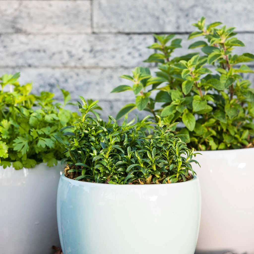 Three different herbs with small green leaves in white pots against a brick wall backdrop.