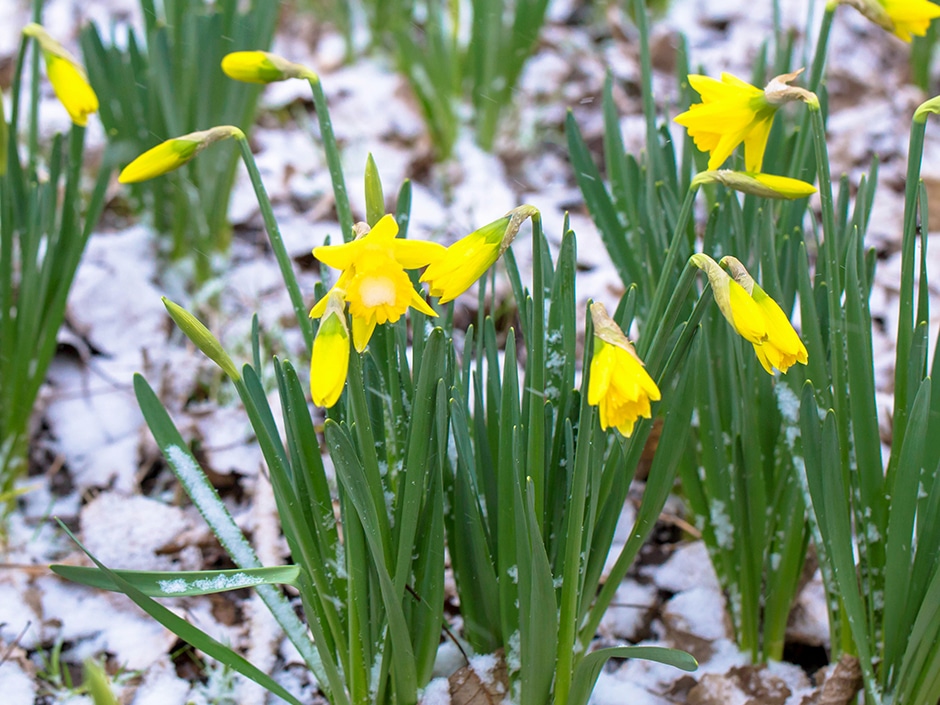 Daffodils growing through a layer of frost on the ground.