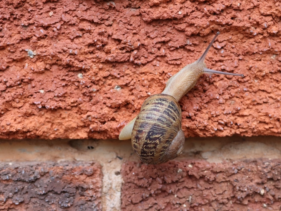 A snail crawling on a red-brick wall, its spiral shell visible.