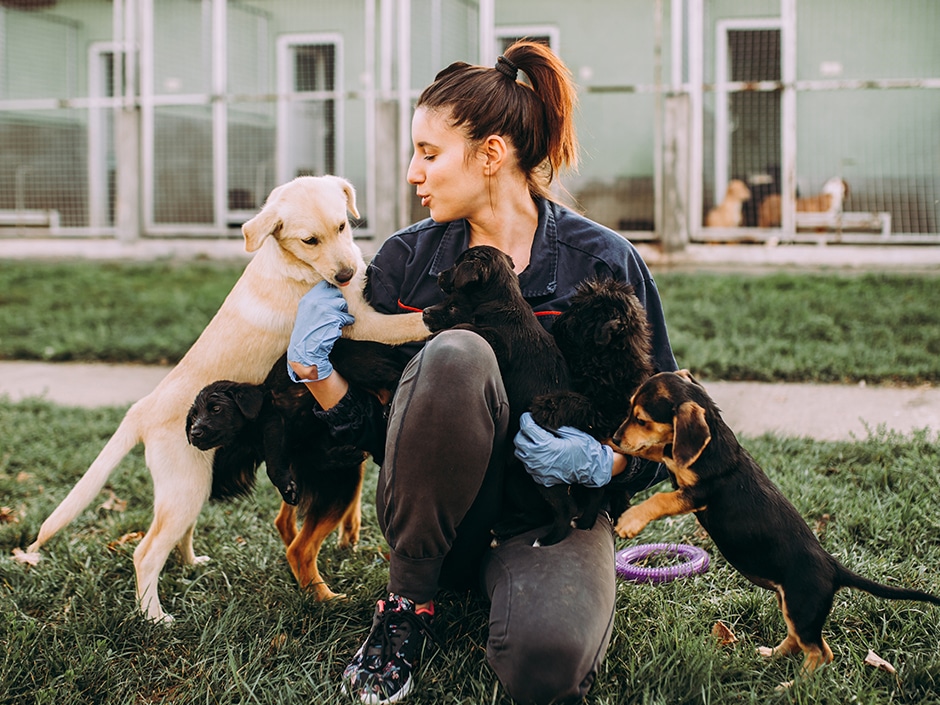 A golden Labrador puppy and five black puppies jumping on the lap of a woman kneeling on the ground.