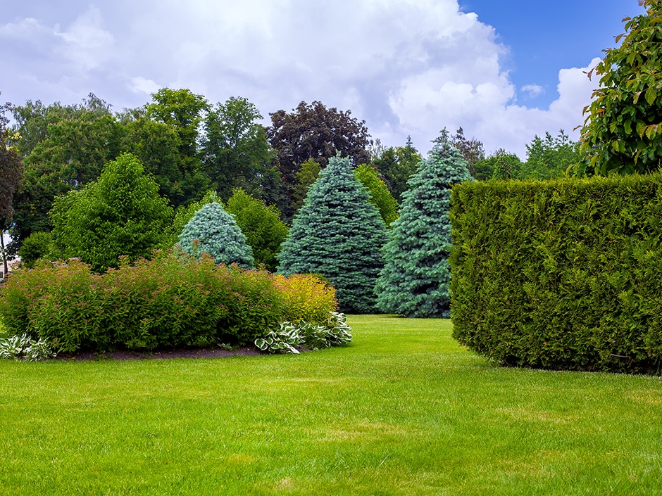 A well-manicured garden lawn bordered by hedges and various trees and shrubs, including conifers.