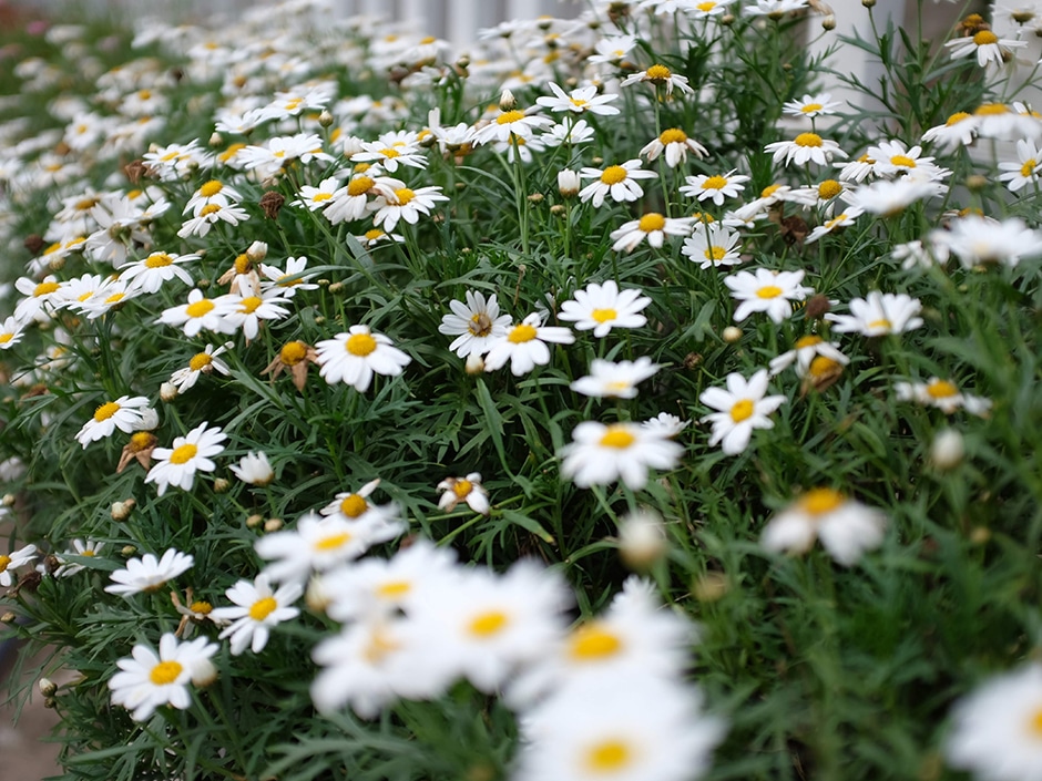 A field of white and yellow daisies in bloom, with dark green leaves.