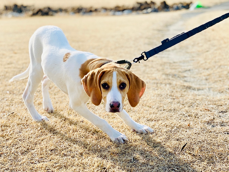 A beagle puppy on a lead straining forward while standing on dry grass.
