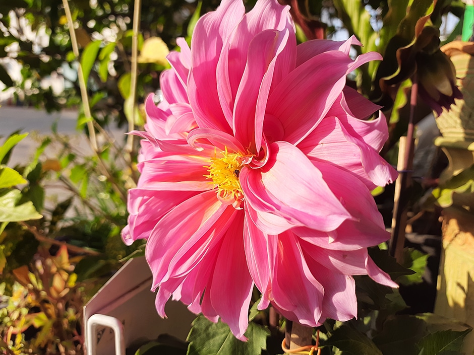 Bright pink dahlia flower head with yellow centre, surrounded by green foliage in the background.