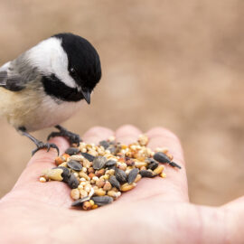 10 Basic feeding tips for birds
